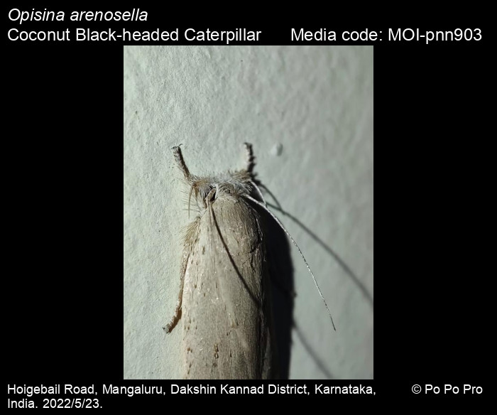 Opisina Arenosella Walker 1864 Coconut Black headed Caterpillar Moths opisina-arenosella-walker-1864-coconut-black-headed-caterpillar-moths